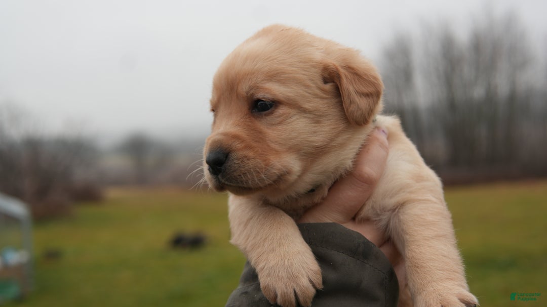 Labrador Retriever dogs for sale: Darla  - Ad 3