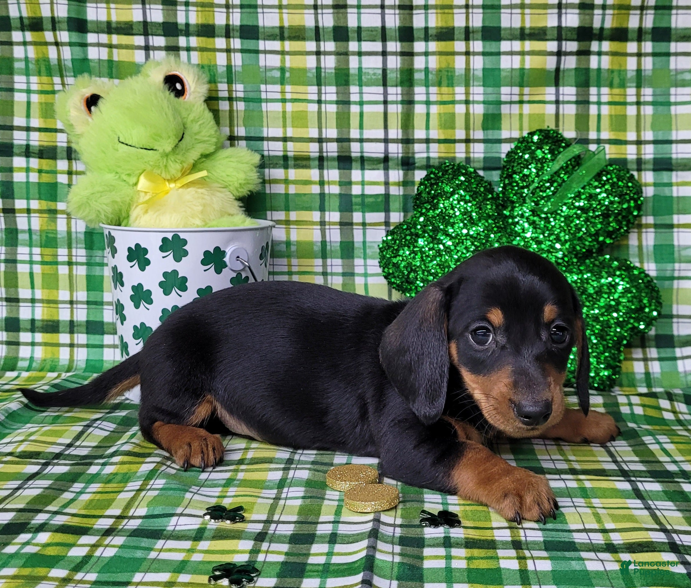 Miniature Dachshund dogs Saul AKC - Ad 30