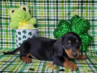 Miniature Dachshund dogs Saul AKC - Ad 30
