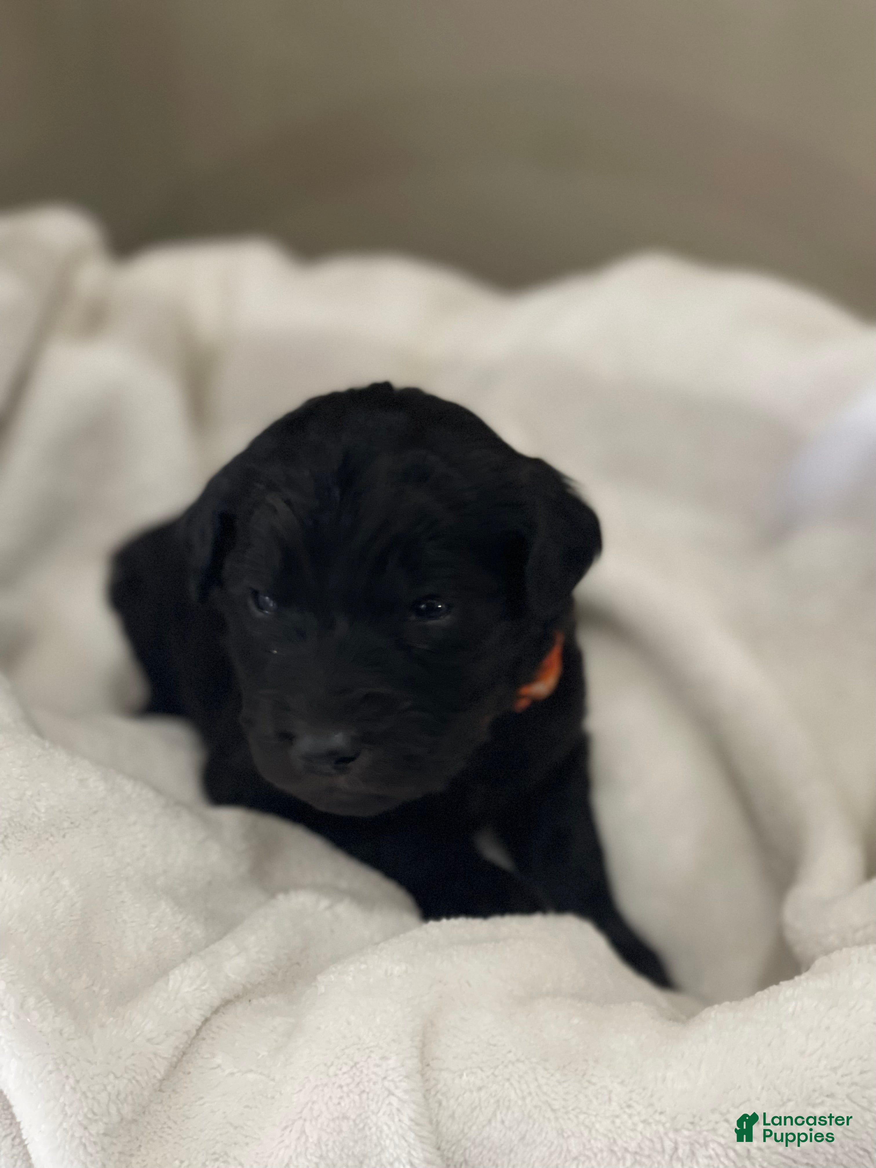 Goldendoodle dogs  Orange Collar Female - Ad 13