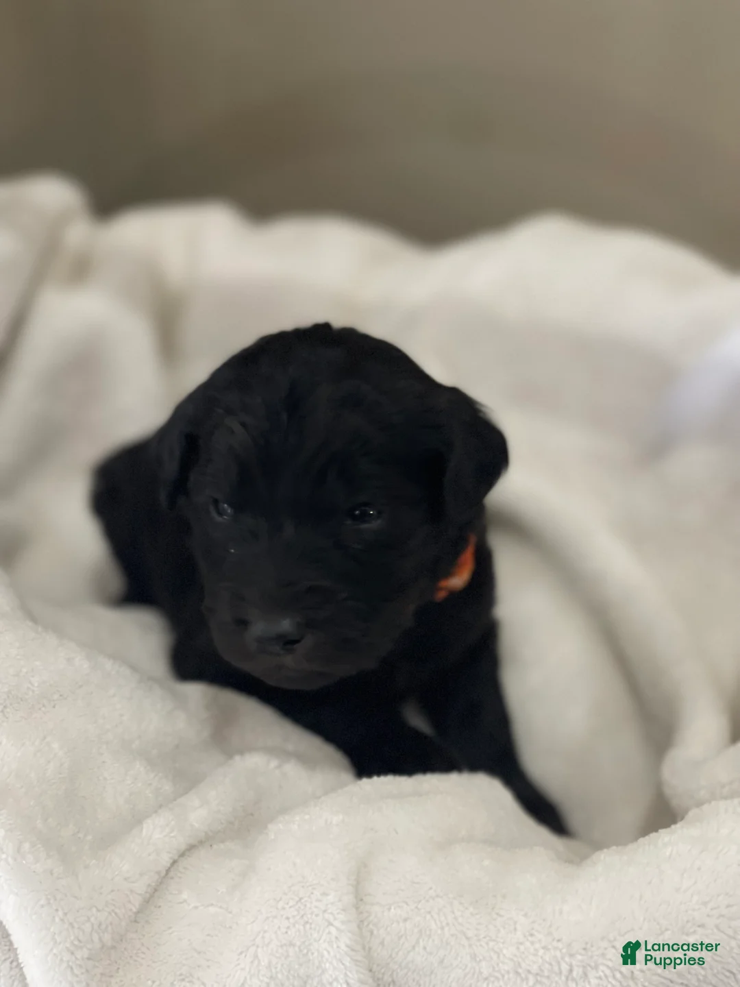 Goldendoodle dogs for sale:  Orange Collar Female - Ad 1