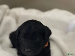 Goldendoodle dogs Orange Collar Female - Ad 13