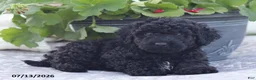 Miniature Poodle dogs for sale: Nate - Ad 9