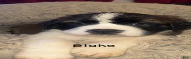 Blake 