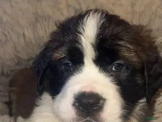 Saint Bernard dogs Blake - Ad 19