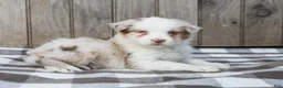 Australian Shepherd dogs for sale: Ryan - Ad 4