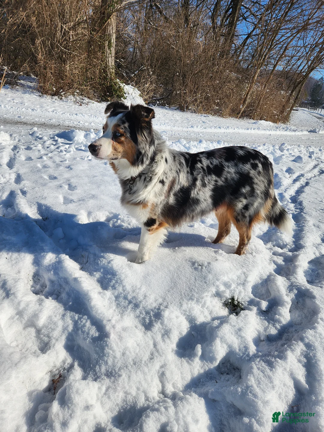 Australian Shepherd dogs for sale: Penny - Ad 4