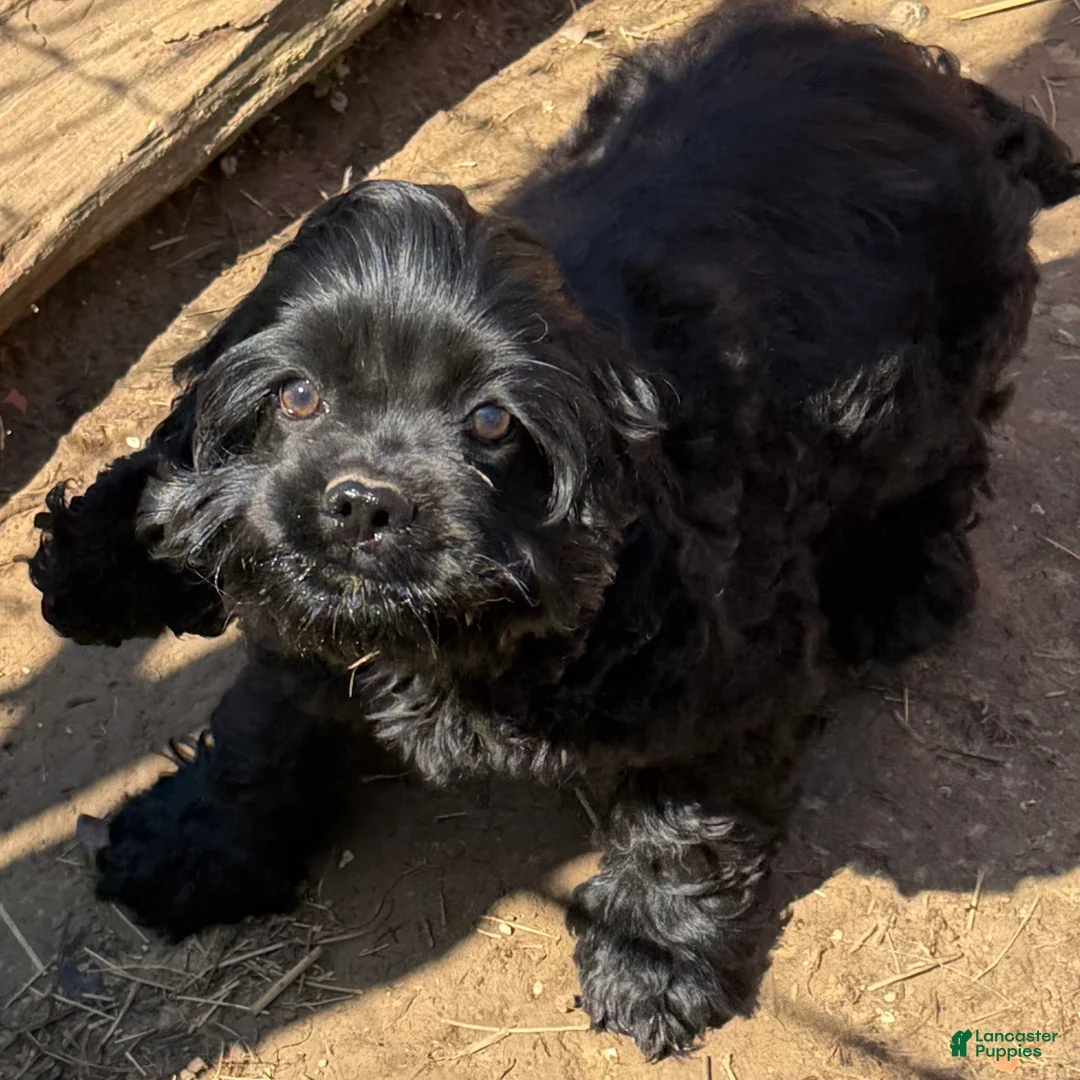 Cocker Spaniel dogs for sale: Cocker Spaniel Puppy 1 - Ad 1