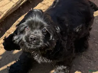 Cocker Spaniel dogs Cocker Spaniel Puppy 1 - Ad 1