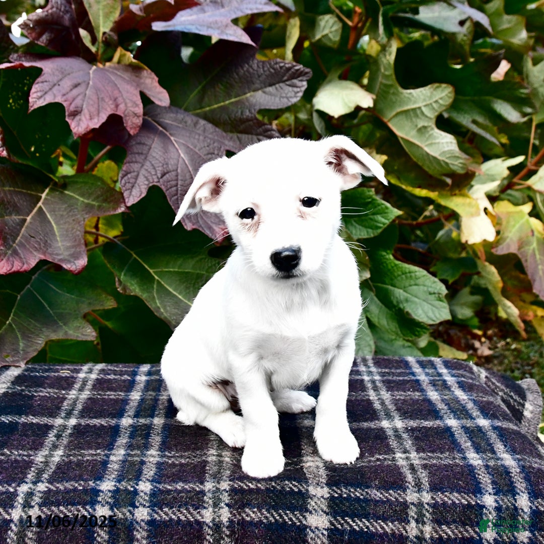 Mixed Breed dogs for sale: Bella   - Ad 2