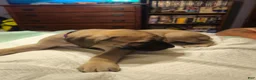 English Mastiff dogs for sale: English Mastiff 2 - Ad 5