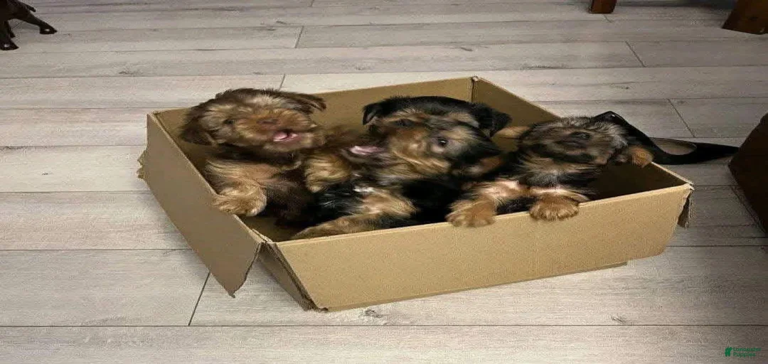 Gallery Image {{count}}