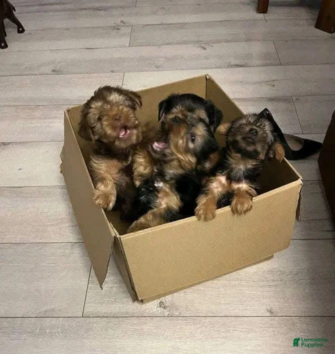 Gallery Image {{count}}