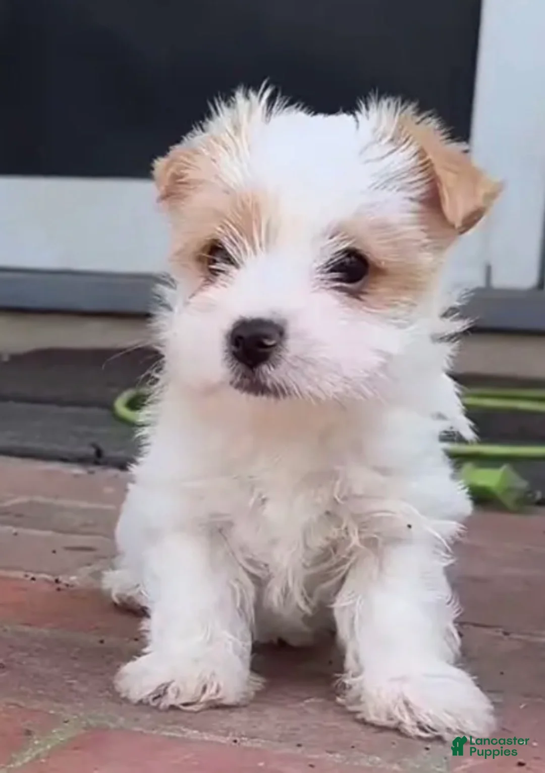 Yorkshire Terrier dogs for sale: Rare AKC Blonde Gold Dust Parti Yorkie - Ad 2