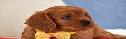Cavapoo dogs for sale: Fiona - Ad 4