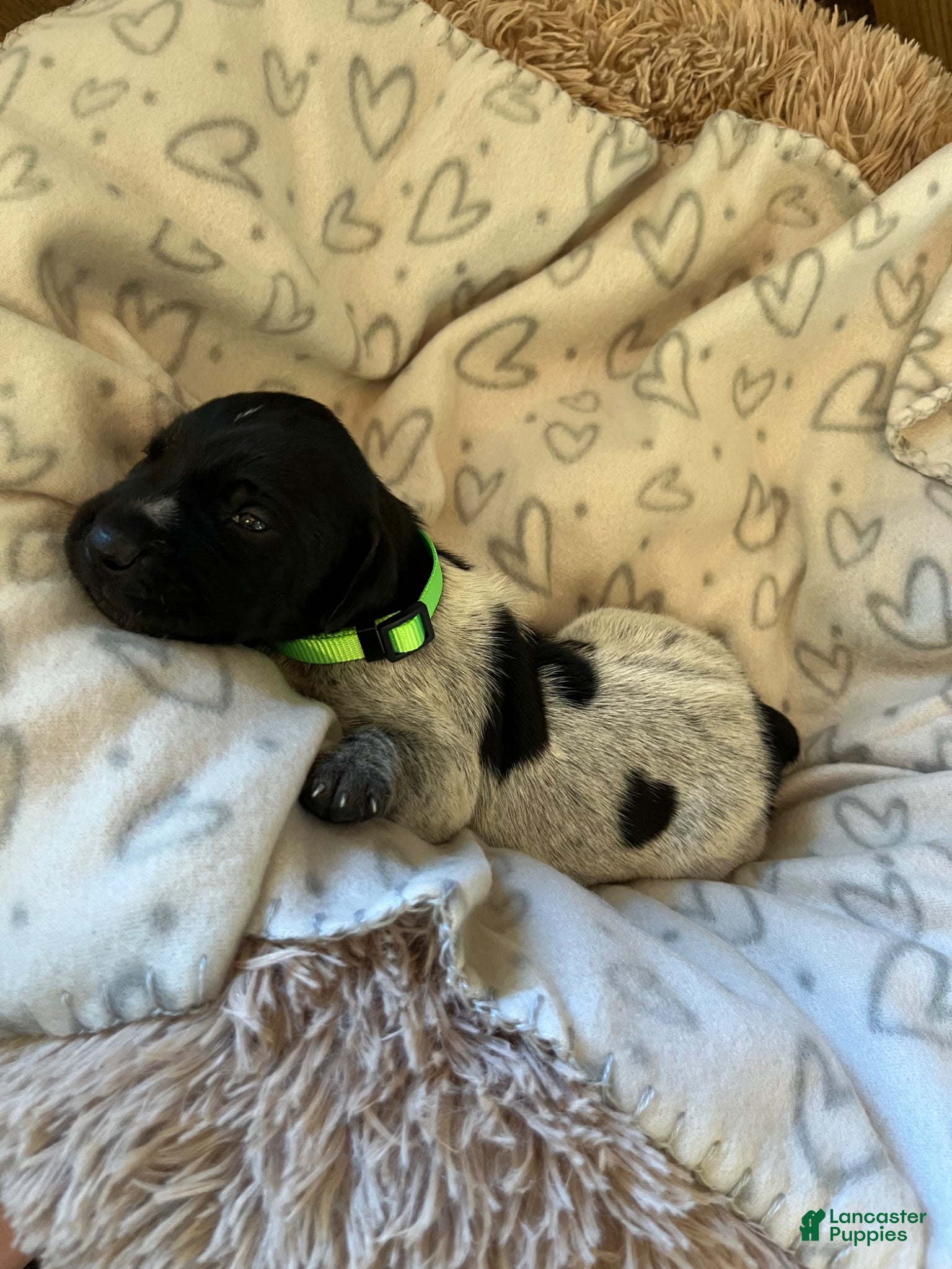 German Shorthaired Pointer dogs German Shorthaired Pointer Puppy 1 - Ad 2