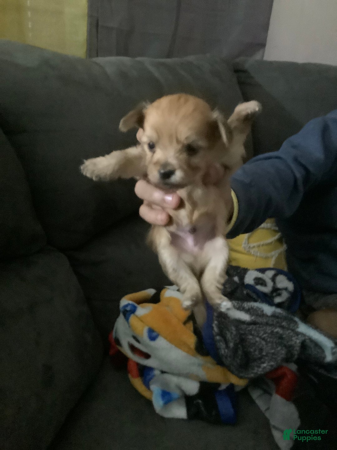 Mixed Breed dogs for sale: Liz - Ad 5