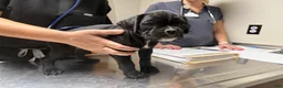 Boxer dogs for sale: Millie AKC Euro - Ad 2