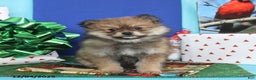 Pomeranian dogs for sale: Sunshine - Ad 3