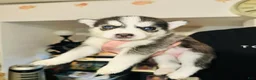 Siberian Husky dogs for sale: Foxy - Ad 1