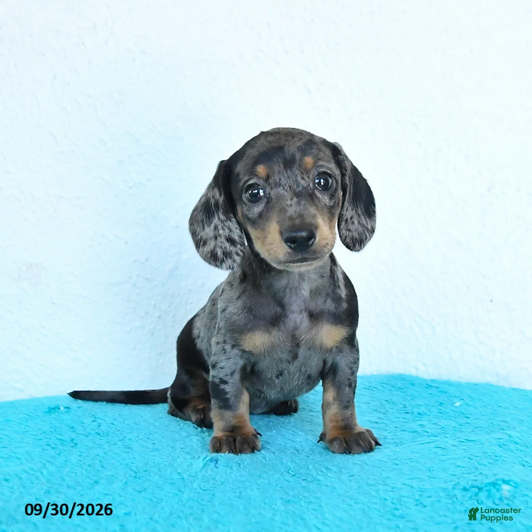 Miniature Dachshund dogs for sale: Hazel - Ad 1
