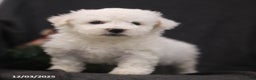 Bichon Frise dogs for sale: Jolly - Ad 5
