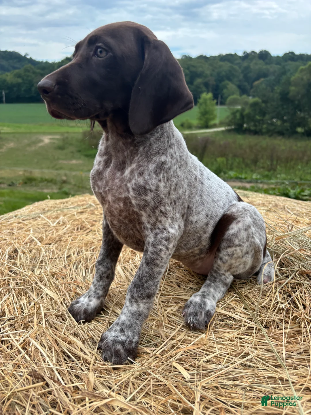 German Shorthaired Pointer dogs for sale: German Shorthaired Pointer 5 - Ad 2