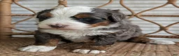 Bernedoodle dogs for sale: Spartan - Ad 14