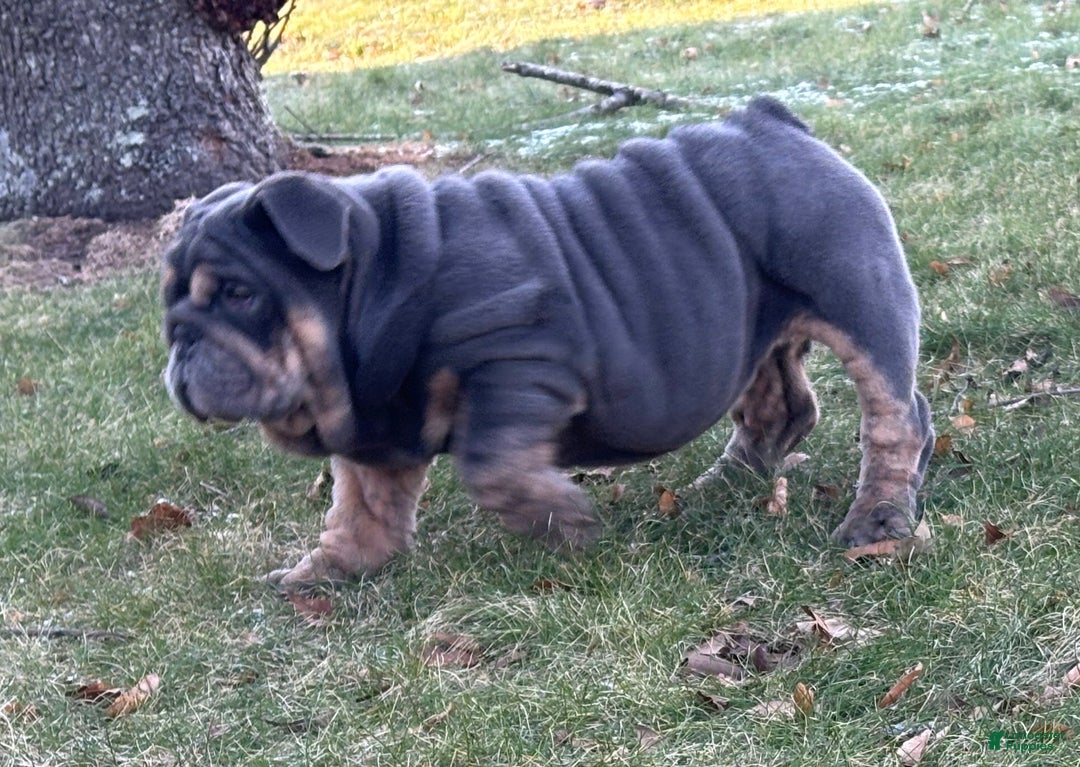 English Bulldog dogs for sale: Smoothie - Ad 2