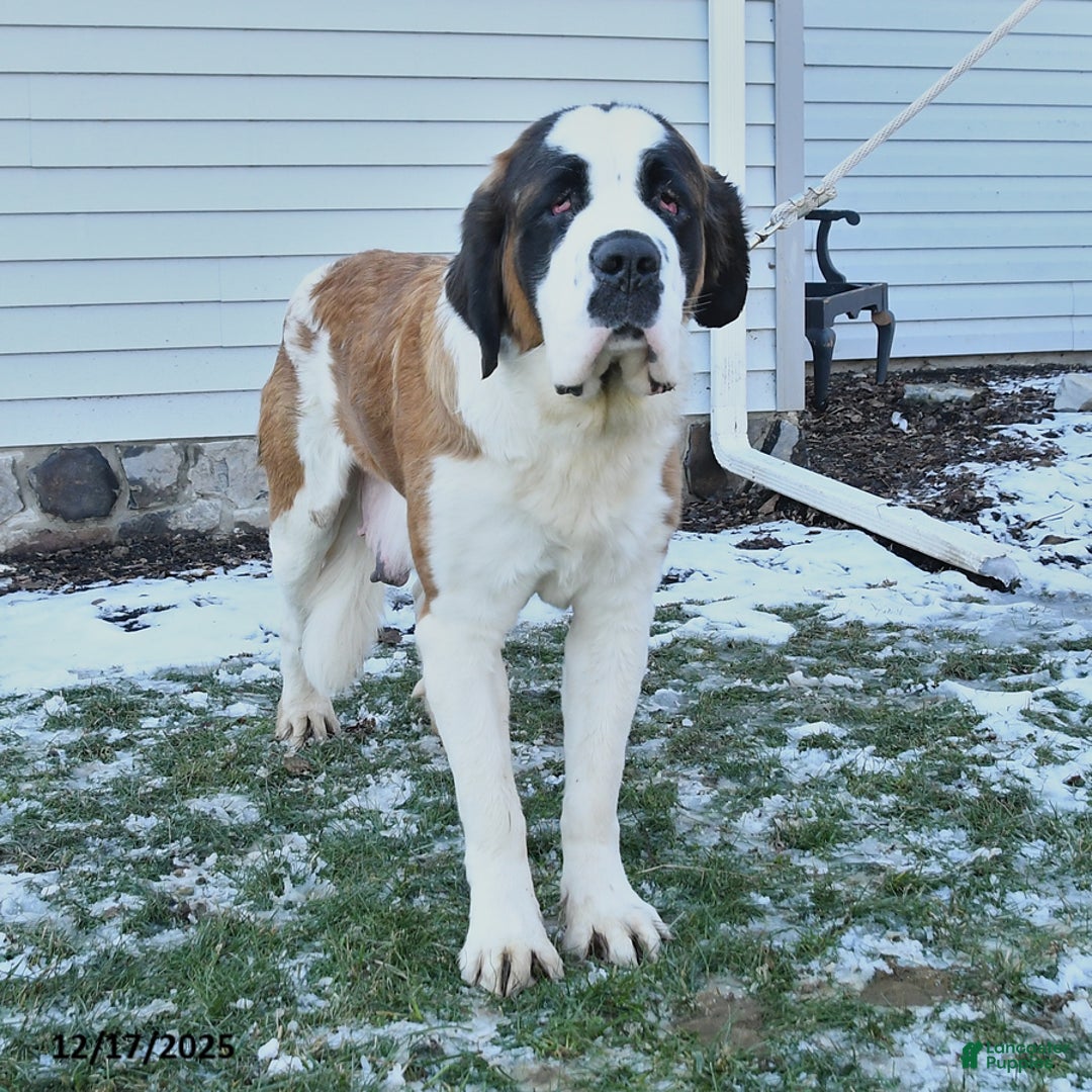 Saint Bernard dogs for sale: Colt - Ad 4