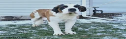 Saint Bernard dogs for sale: Crystal - Ad 7