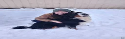 Bernese Mountain Dog dogs for sale: Annie - Ad 15