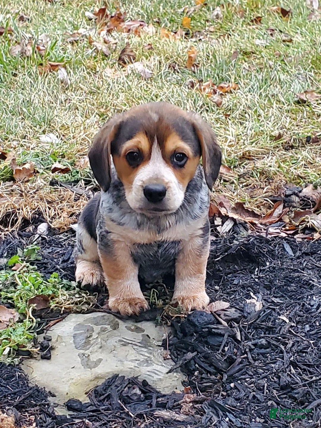 Mixed Breed dogs for sale: Jim - Ad 3