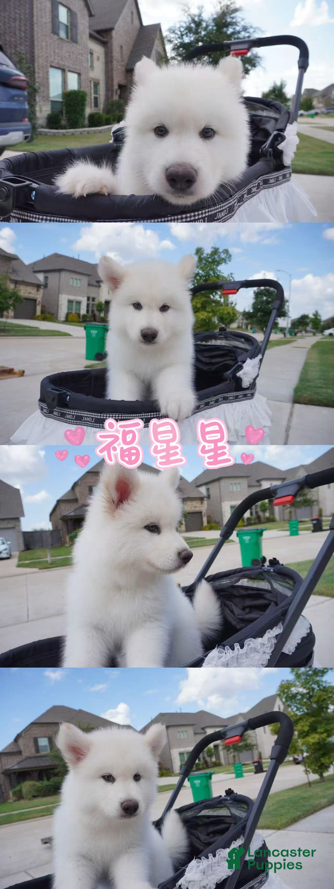 Alaskan Malamute dogs for sale: Fu Xingxing - Ad 1
