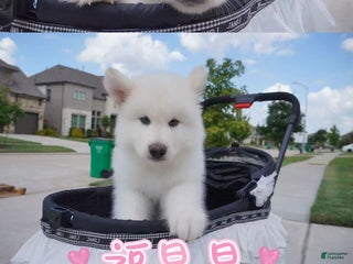 Alaskan Malamute dogs Fu Xingxing - Ad 24