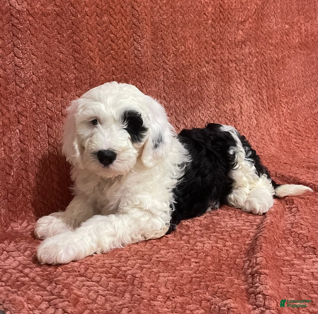 Sheepadoodle dogs for sale: Millie - Ad 4