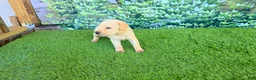 Labrador Retriever dogs for sale: Milo - Ad 2