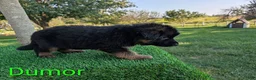 German Shepherd dogs for sale: Dumor - Ad 5