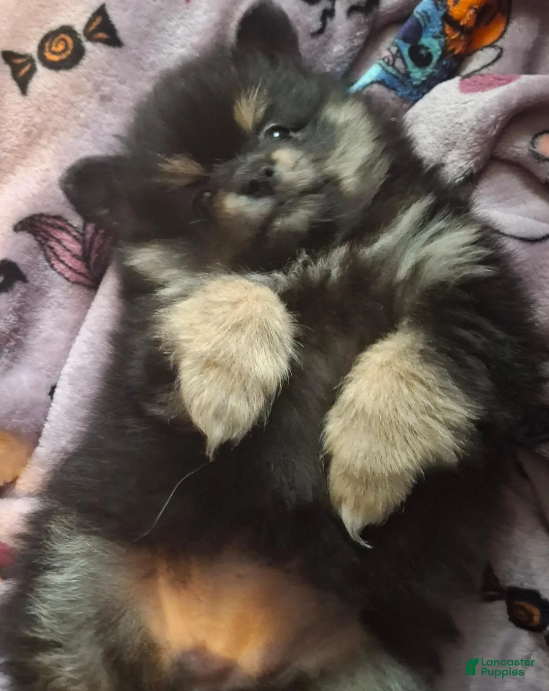 Pomeranian dogs for sale: Athena - Ad 2