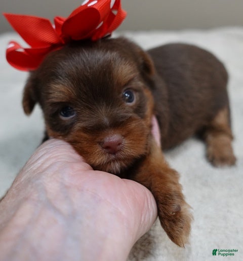 Yorkshire Terrier dogs Samson - Ad 7