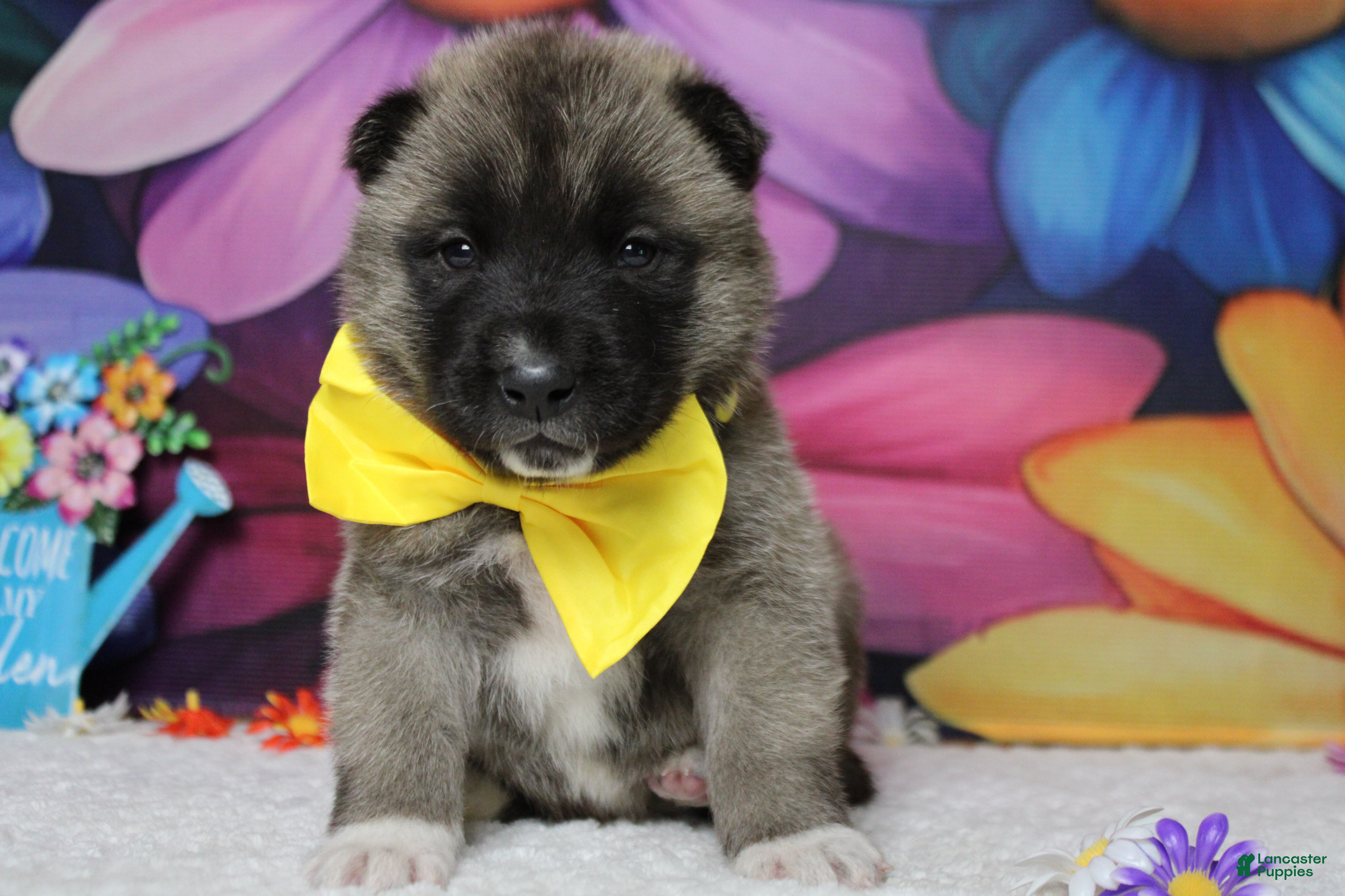 Akita dogs Braeburn - Ad 17