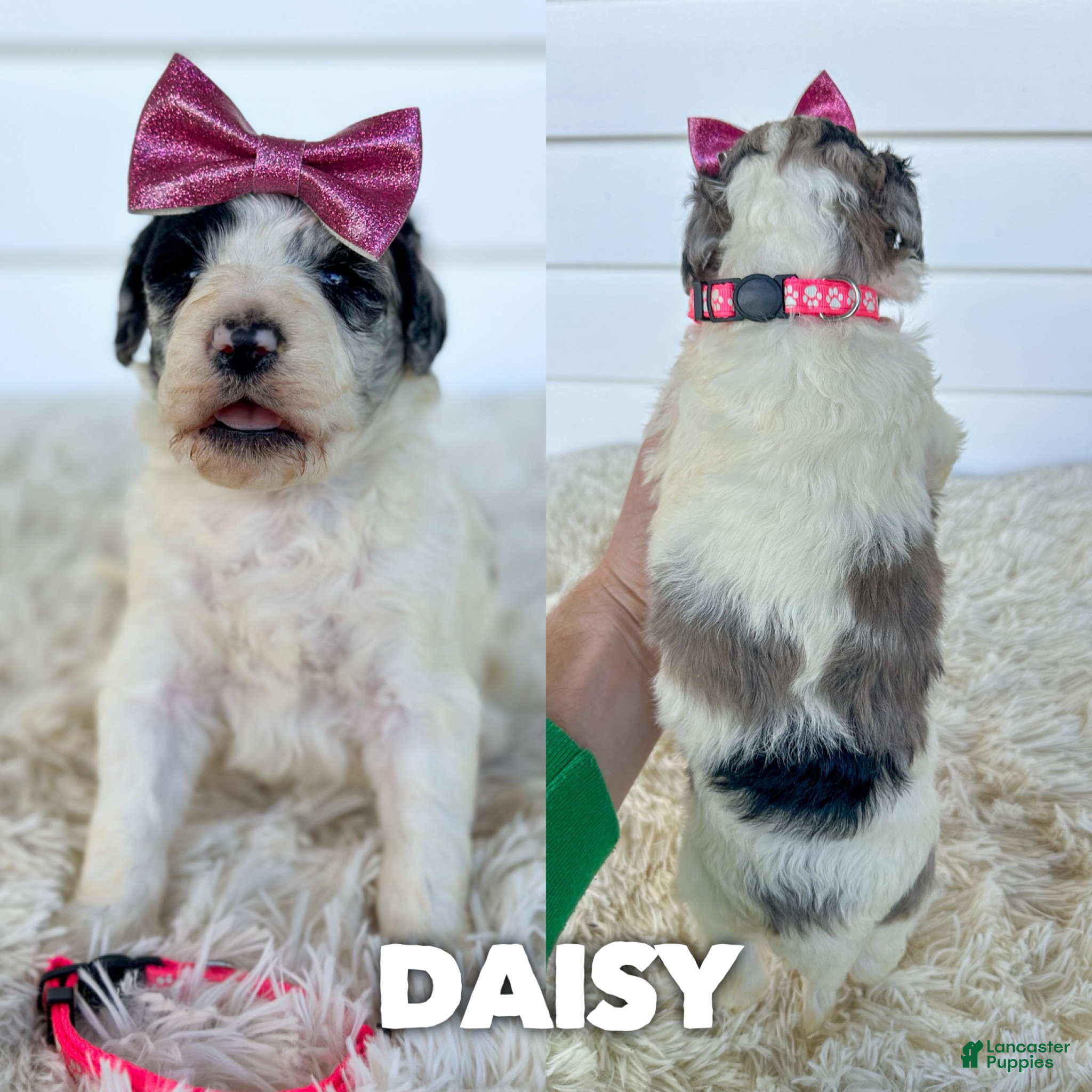 Daisy (Aussiedoodle, Female) in Columbia City, IN