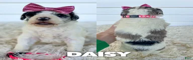 Daisy - standard f1b