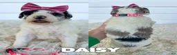 Aussiedoodle dogs for sale: Daisy - standard f1b - Ad 1