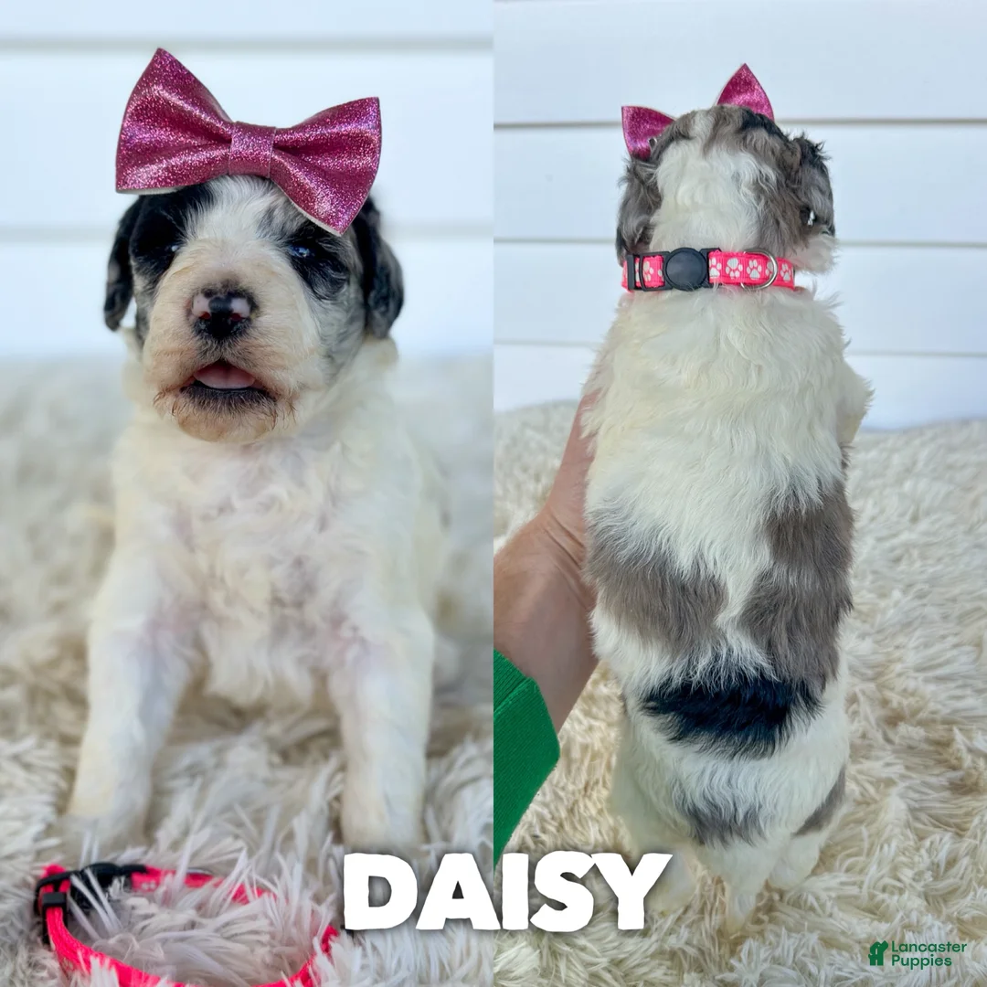 Aussiedoodle dogs for sale: Daisy - standard f1b - Ad 1