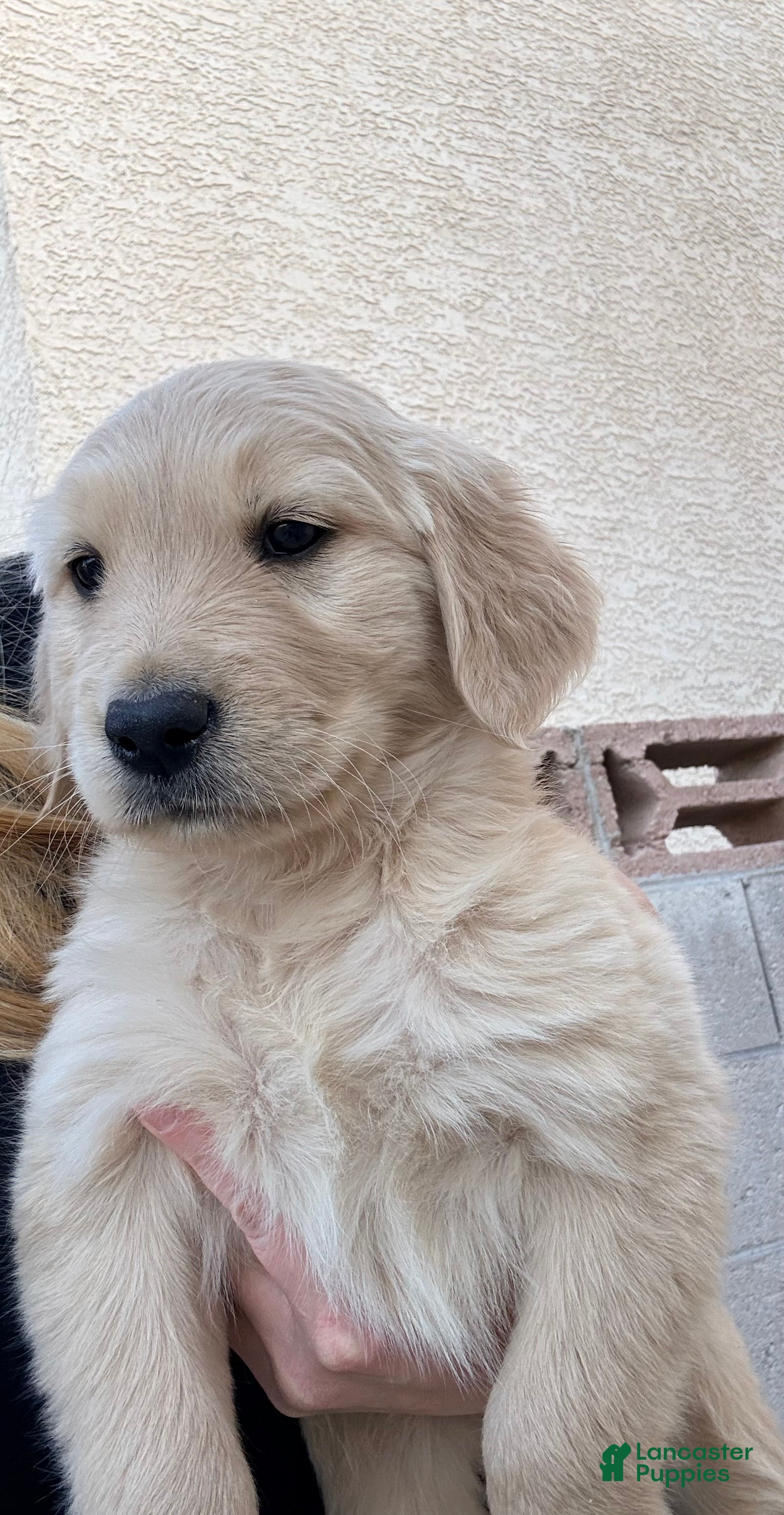 Golden Retriever dogs Golden Retriever Puppy 2 - Ad 11