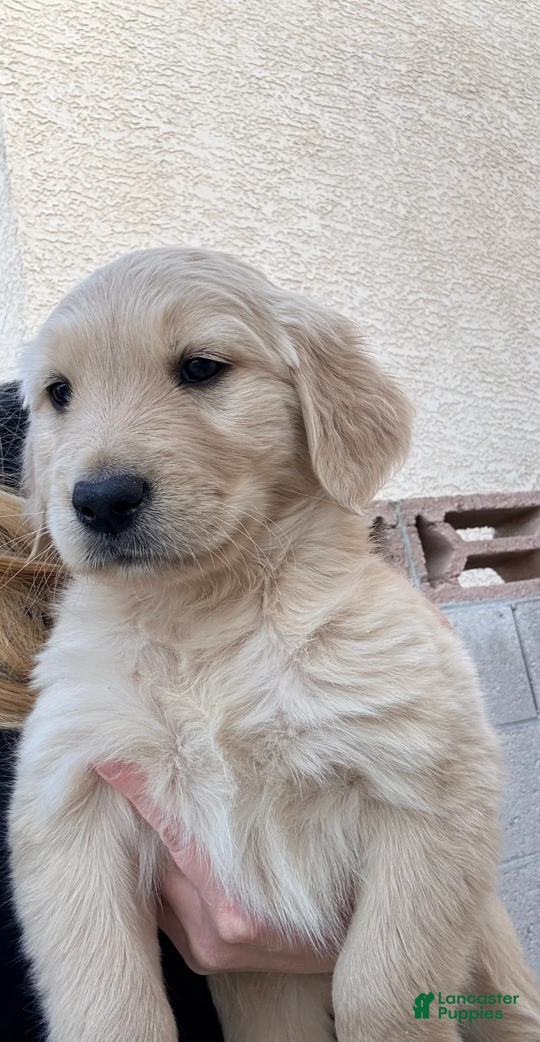 Golden Retriever dogs for sale: Golden Retriever Puppy 2 - Ad 1