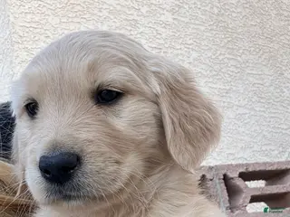 Golden Retriever dogs Golden Retriever Puppy 2 - Ad 10
