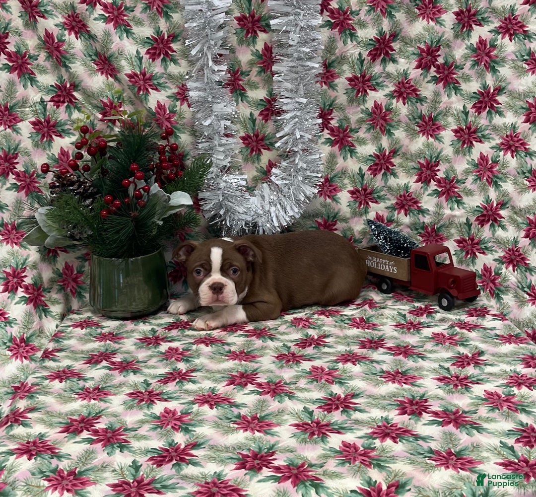 Boston Terrier dogs for sale: Annie - Ad 11