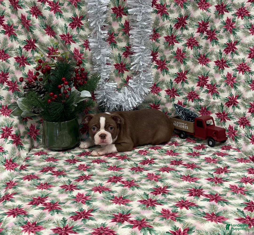 Boston Terrier dogs for sale: Allie - Ad 11